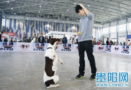 贵州名犬宠物展览会第二天 八项活动精彩上演