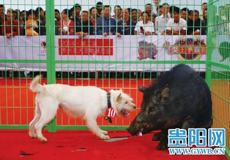 贵州名犬宠物展览会第二天 八项活动精彩上演