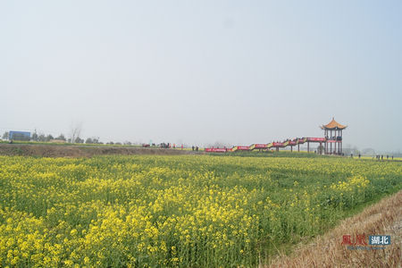 中国农谷·荆门（沙洋）第八届油菜花旅游节启幕