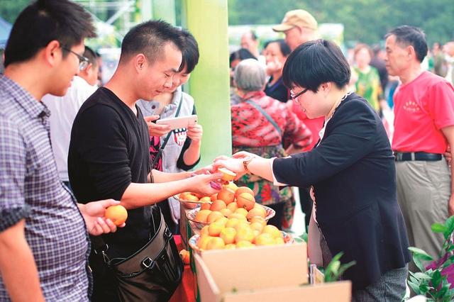 首届宜昌柑橘博览会成功举办 十大最美橘园出炉
